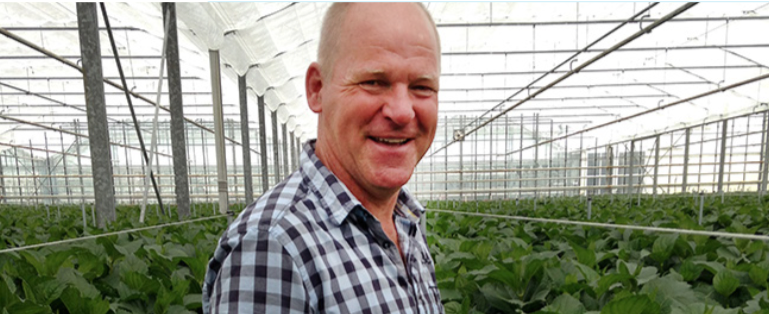 The owner Jan Weerdenburg of the company Weerdenburg Hortensia in his greenhouse.