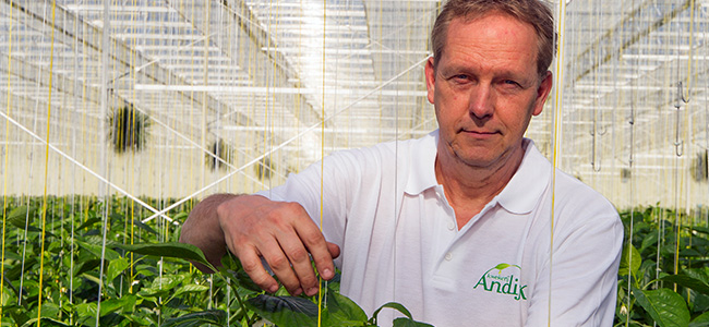 Inside of a pepper greenhouse with grower Loius Andijk.