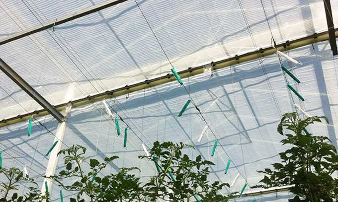 Фото: Экран Harmony в теплице для выращивания томатов