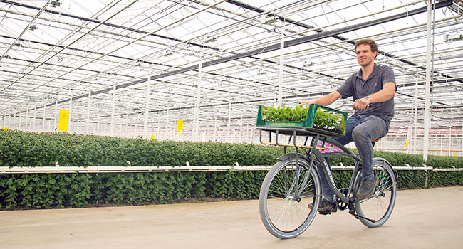 Guy on a cruiser bike in a greenhouse