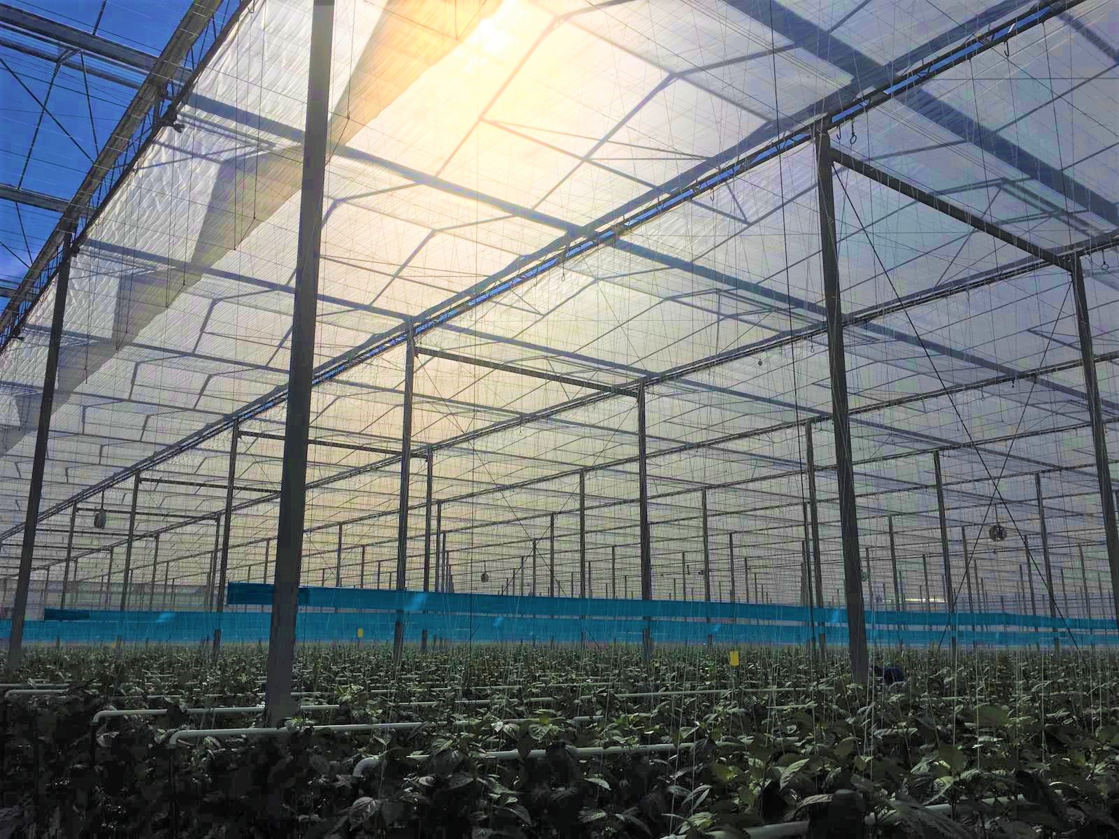 ABOVE With peppers being more sensitive to light, Allegro Acres has seen a greater need to use energy curtains in the early part of the year.