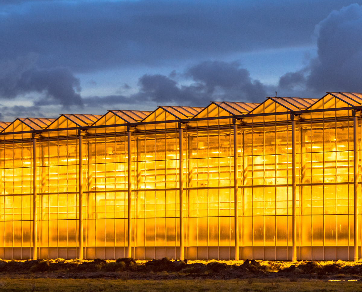 Supplemental lighting from greenhouses is becoming a growing source of light pollution.
