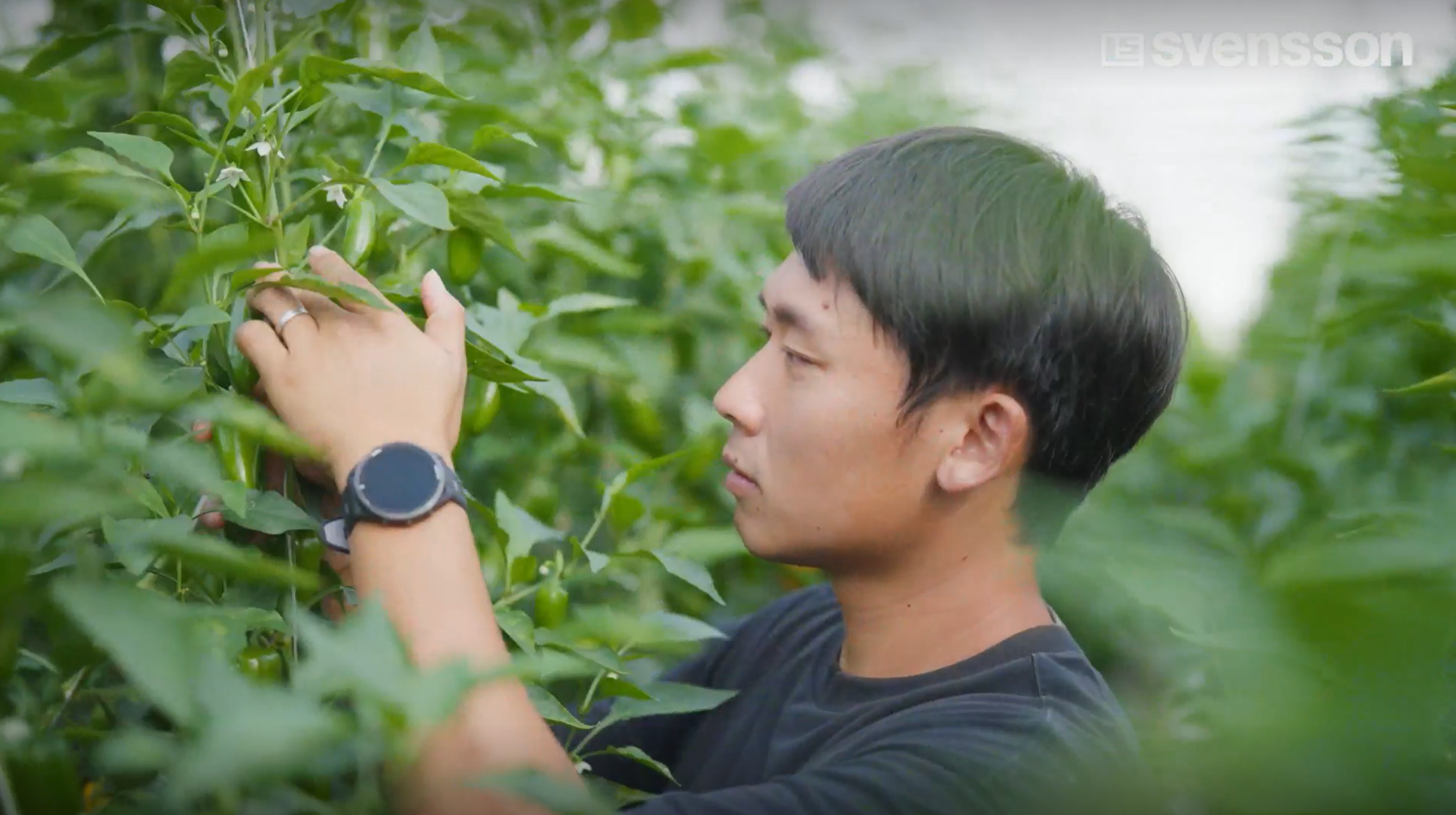 荣荣农场所有者韩明峻在观察试验温室的植株花朵中的蓟马