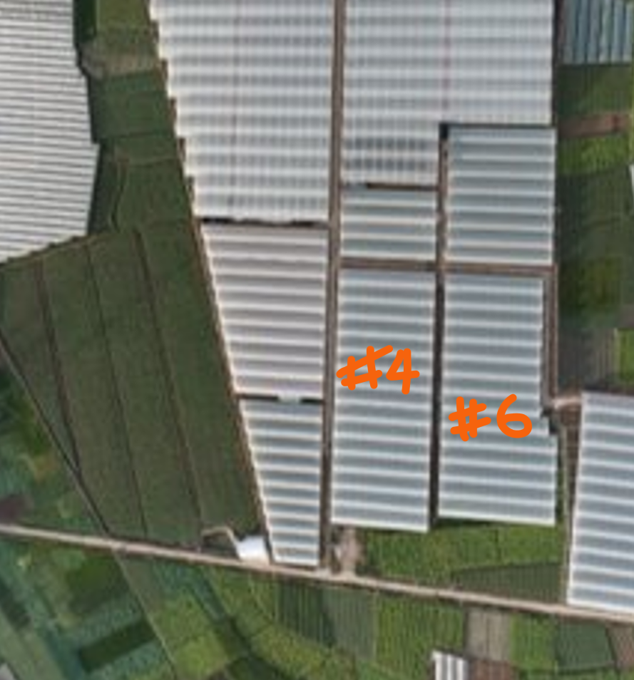 Xsect Xtra was installed on the gables of house #4. Greenhouse #6 was left with the existing insect mesh (not a Svensson net). Note maize fields at bottom of picture.