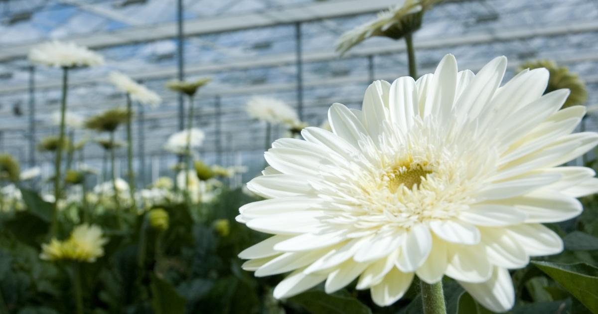 CS - Highlights - Greenhouse - Gerbera.png