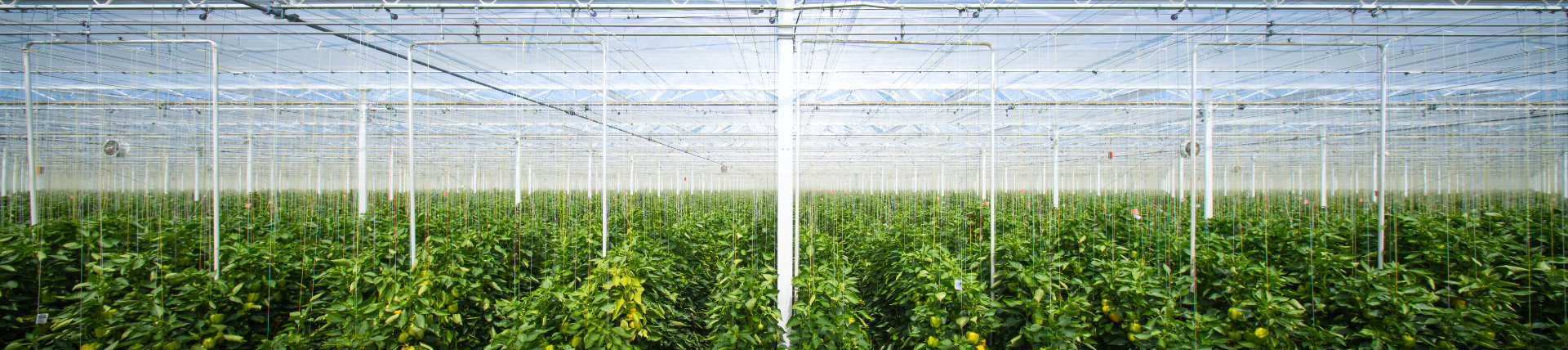 CS - 4Evergreen - Netherlands - Peppers - Luxous - 2026 - Double Screens.png