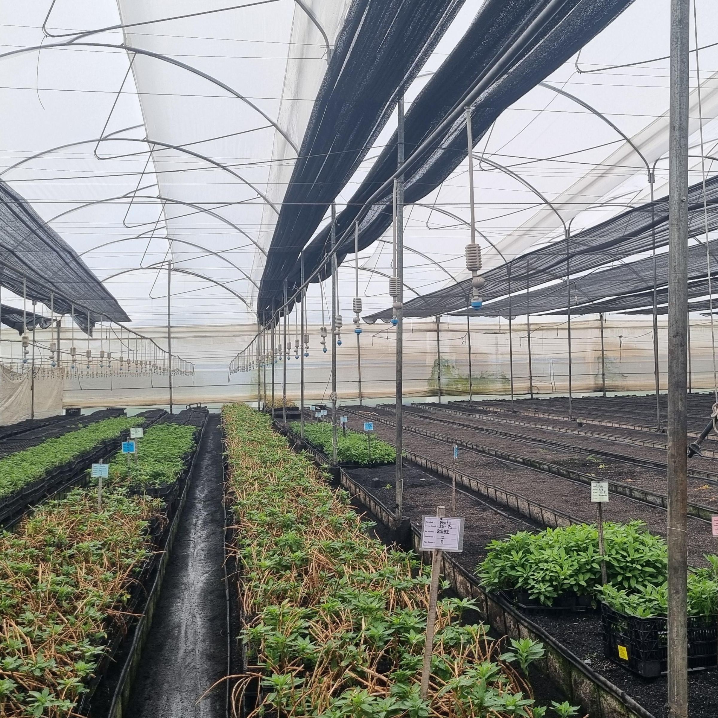CS_Finca Santa Barbara_Colombia_Greenhouse.png