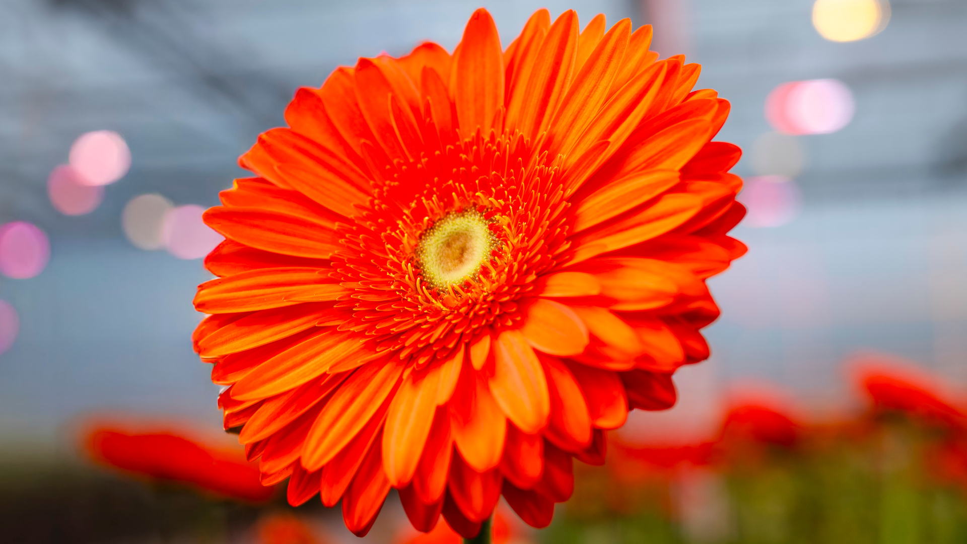 CS - Hollandia - Canada - Gerbera Daisies - Crops - Harmony - Obscura.png