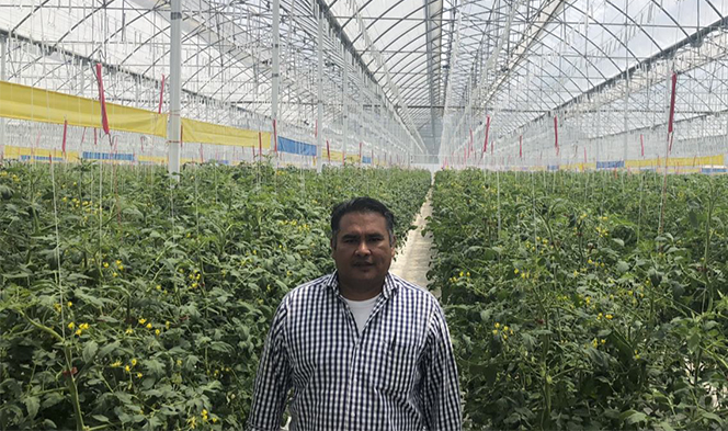 Inside of a tomato greenhouse.