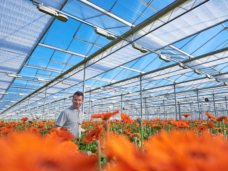 Batist gerbera grower