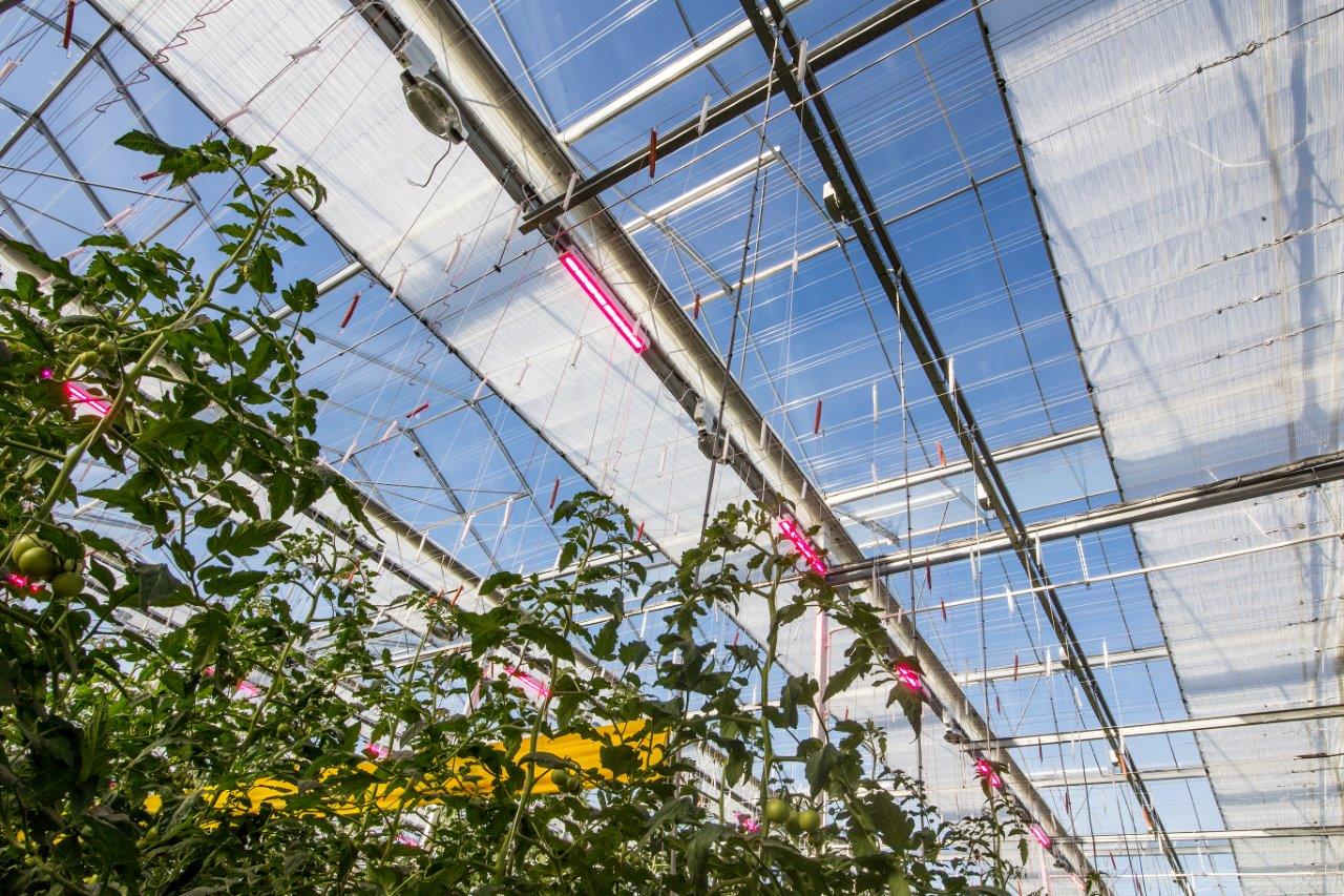 Greenhouse with tomato plants and climate screens.