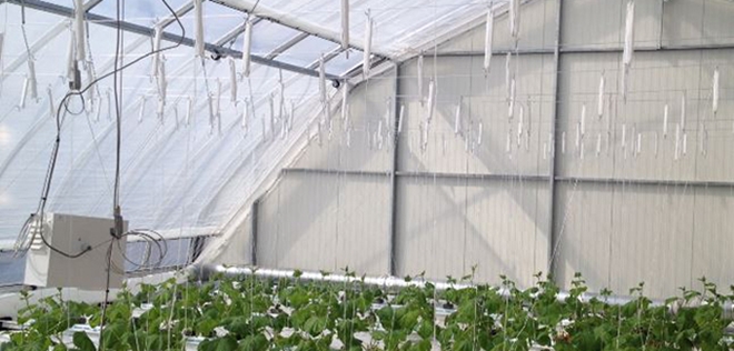 Inside of a new kind of greenhouse with innovative technology