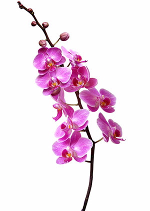 orchid