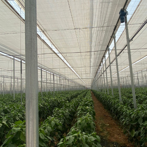 CS - Hightlights - Almeria Greenhouse 1.png