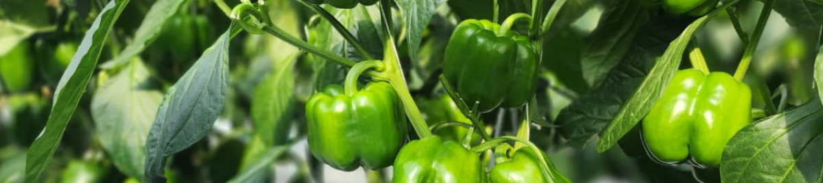 CS_Cimarron_Mexico_Peppers_Harmony.png