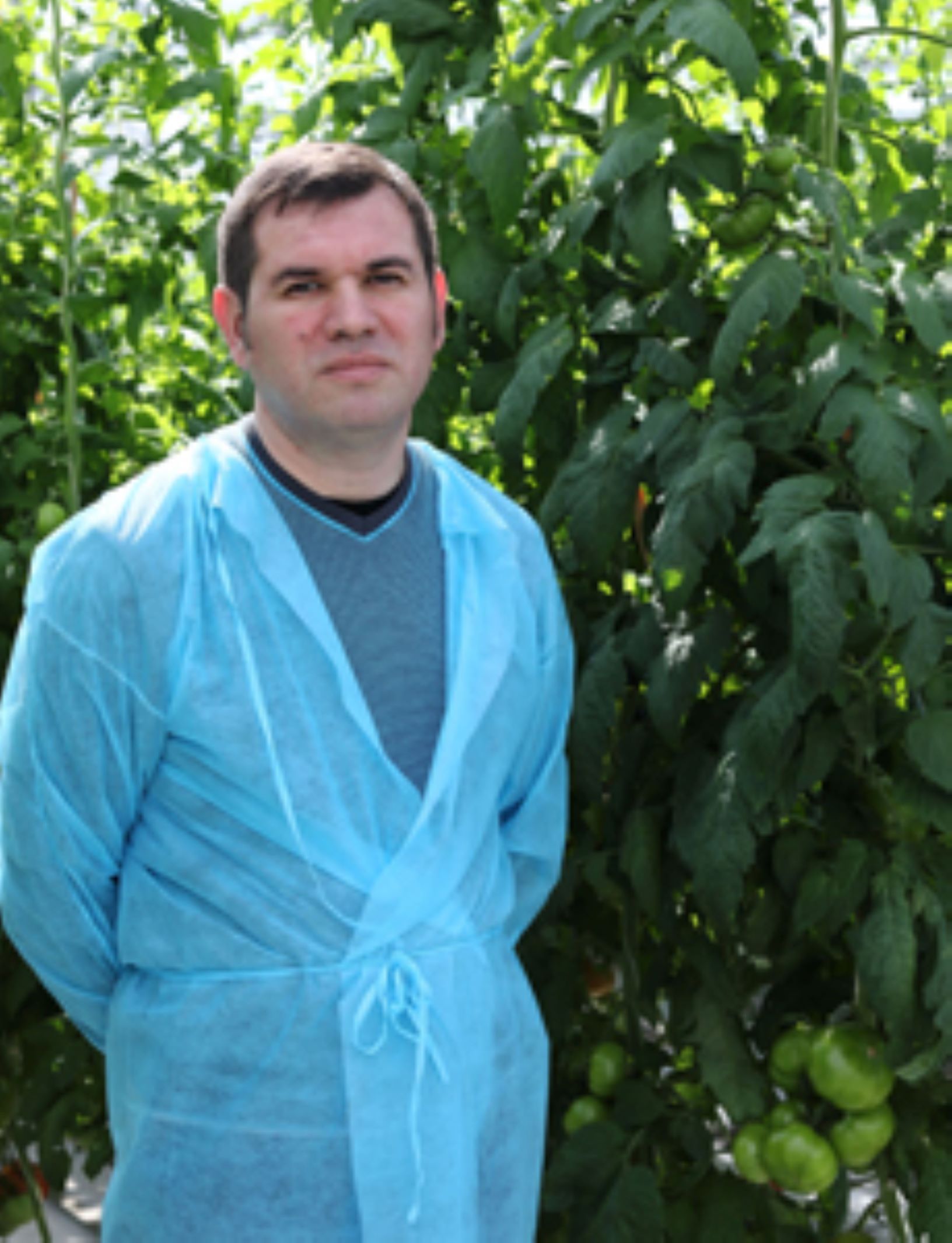 Mr. Bogatyrev in beside a crop of tomatoes.