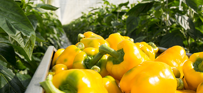 Yellow pepper in a greenhouse.