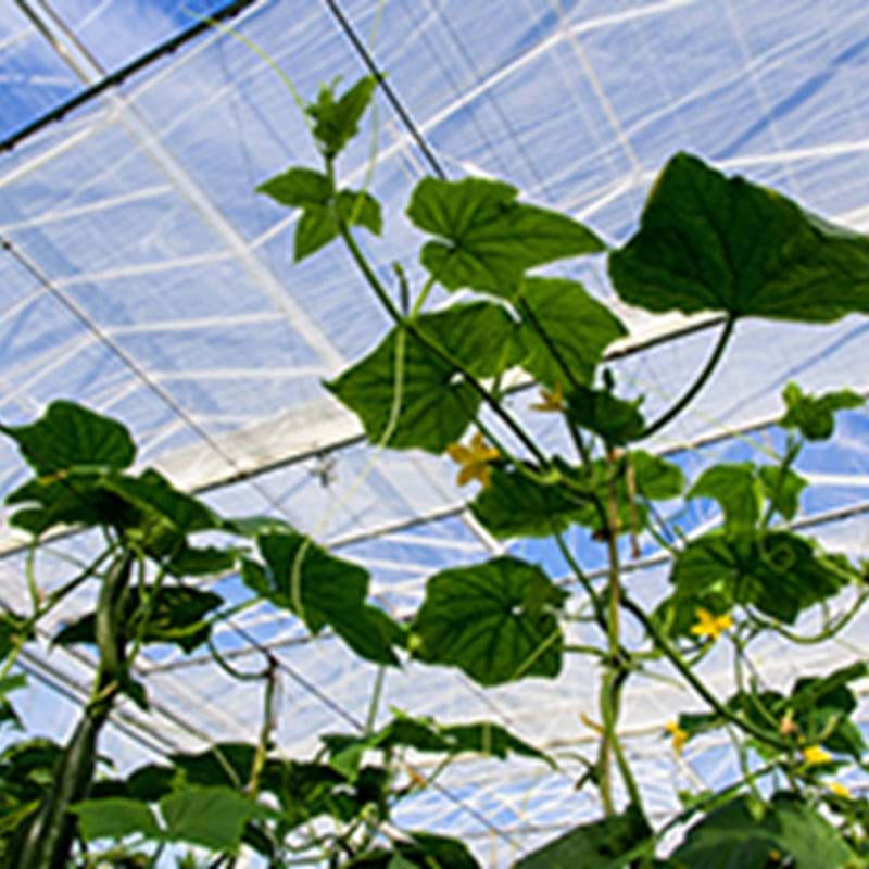 Naturesweet grower