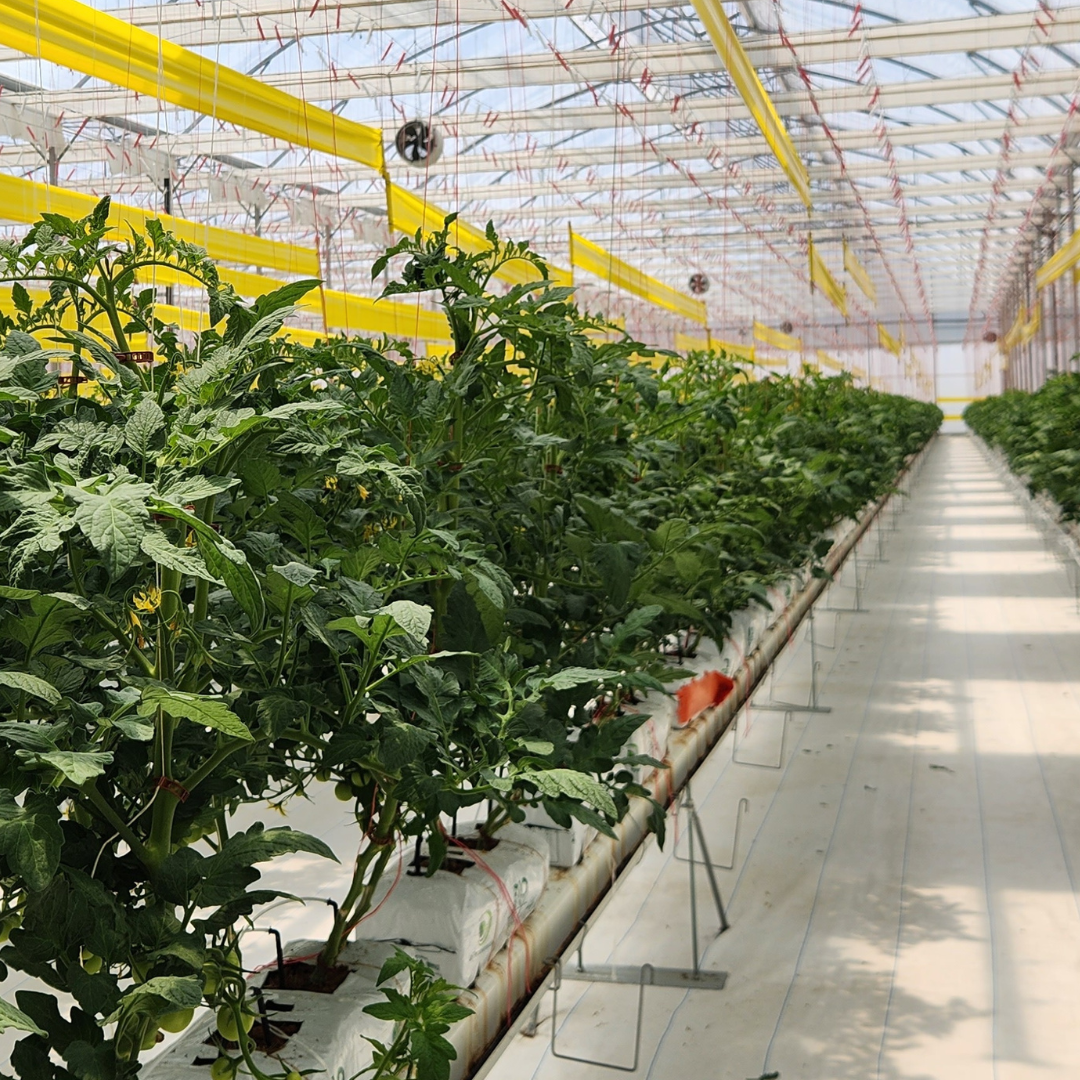 CS - Grower_JD Agro_Mexico-GH1.png