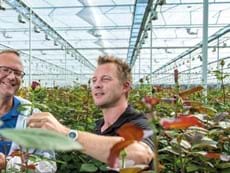Lansbergen Roses