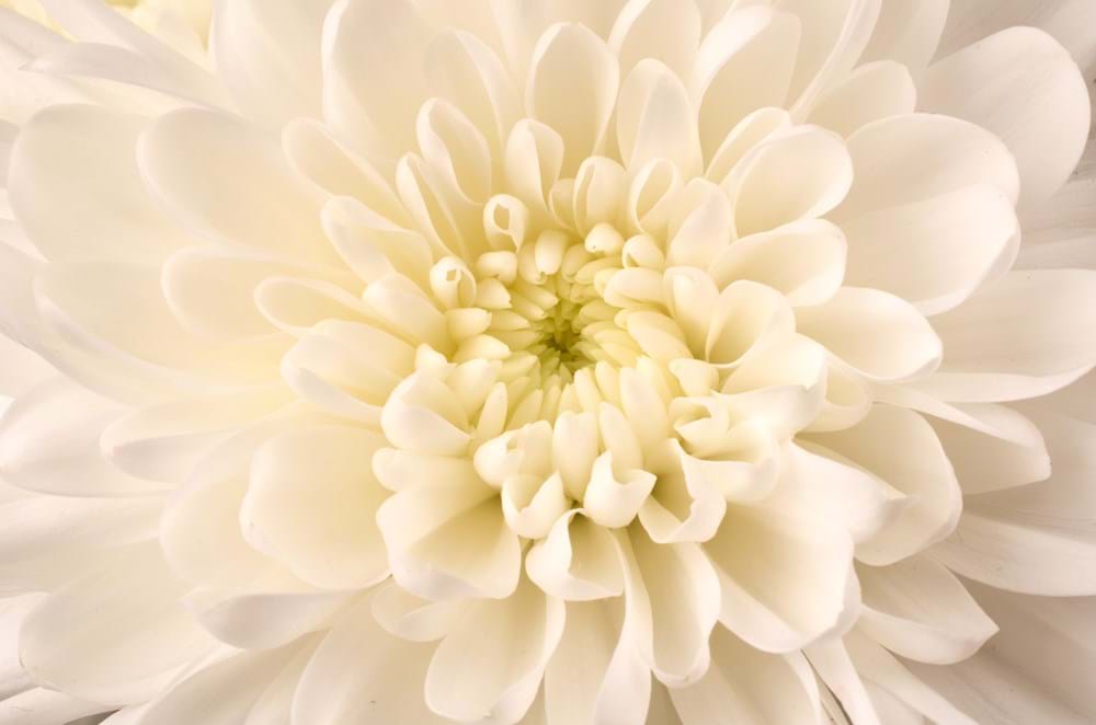 Chrysanthemum - Ludvig Svensson
