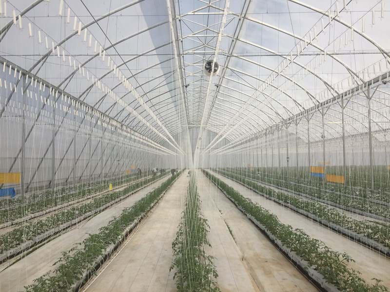 Hortalizas La Gracia grower