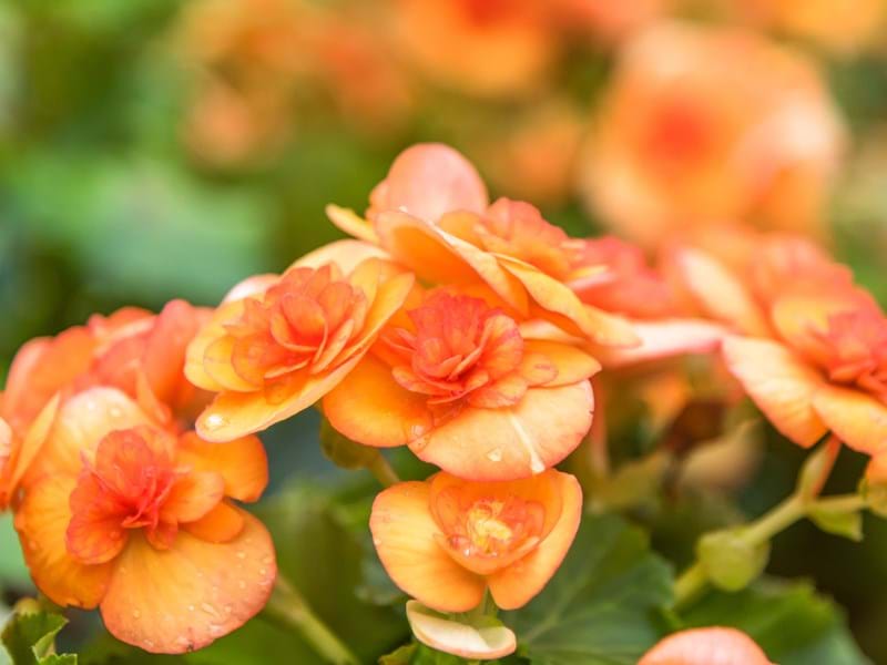 Dümmen Orange grower