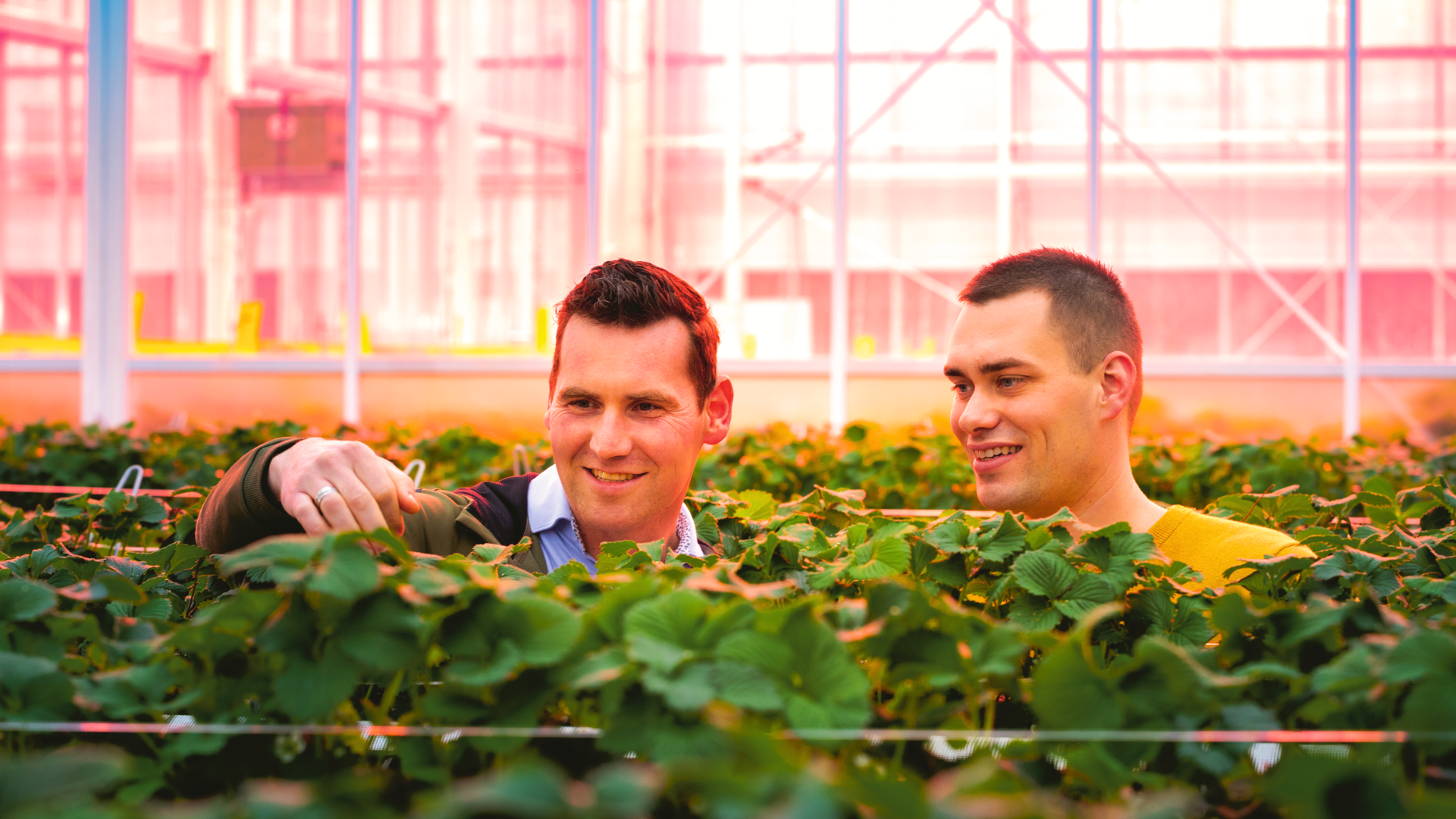 CS - Soft Fruit Trial - Netherlands - 2023 - Joris Vermonden.png