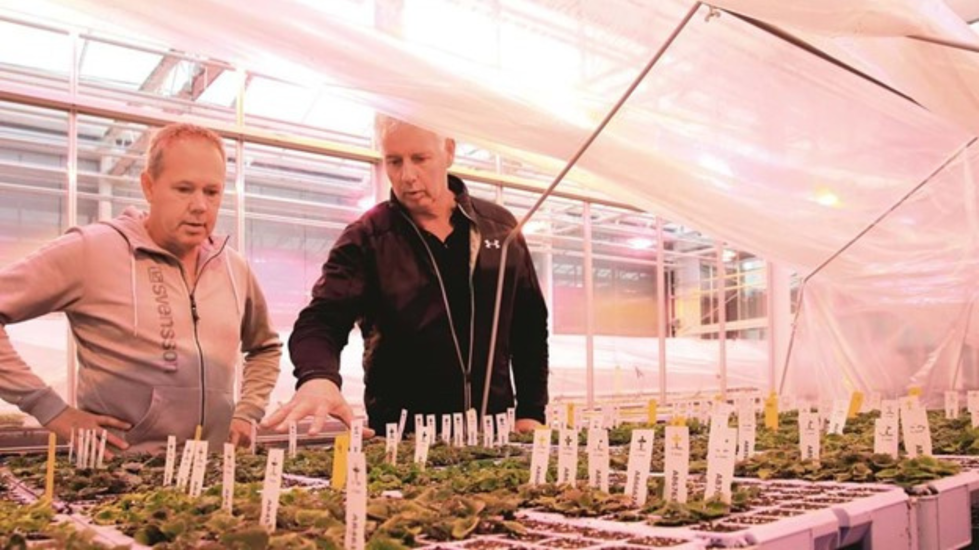 CS - PanAmerican Seed - Seedling - Breeder - Netherlands - PARperfect - Bart Bakker - Grower - Large Size.png