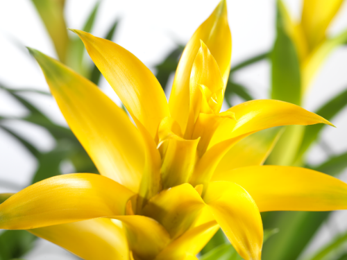 CS - Crop Pages - Potplants - Bromeliad.png