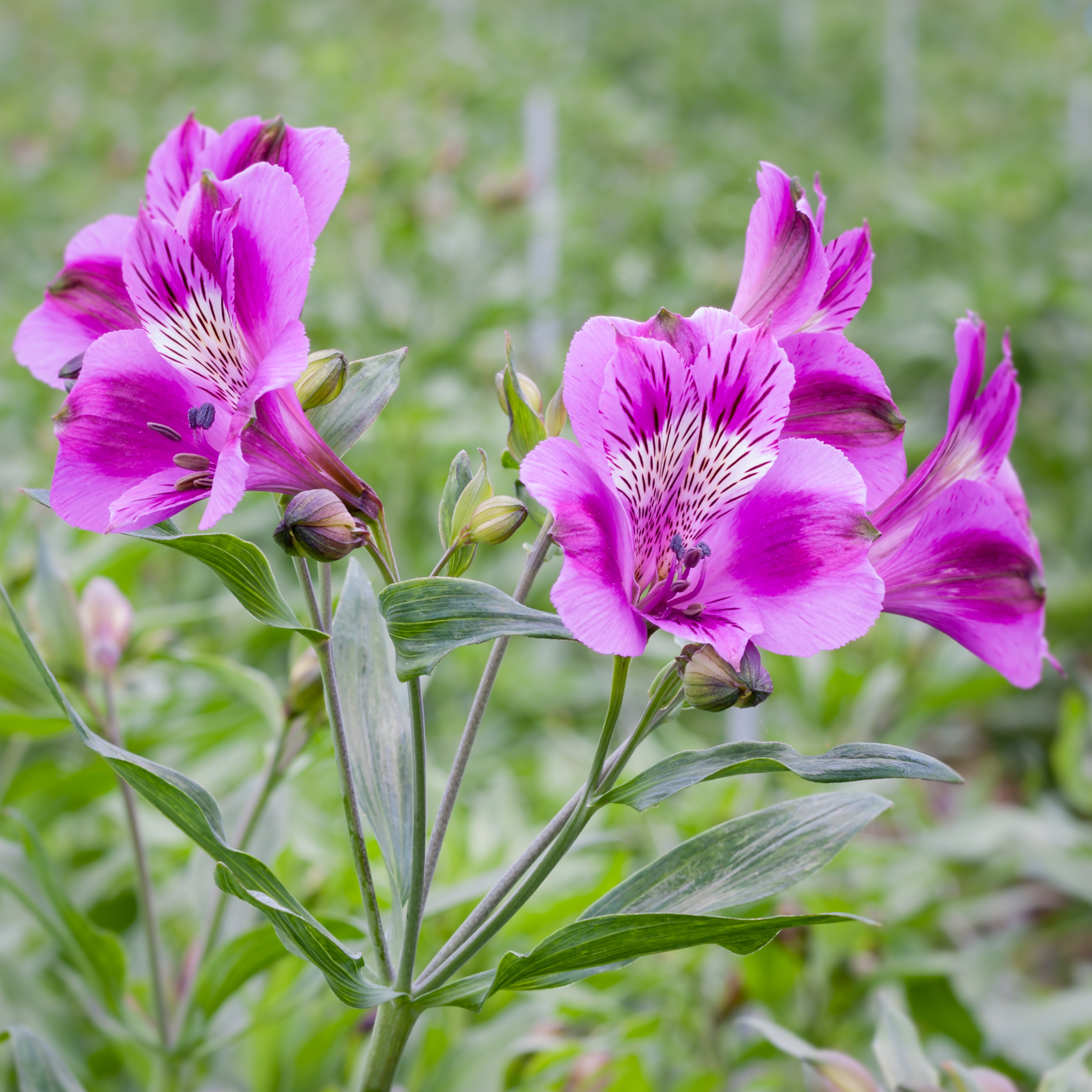 CS_Finca Santa Barbara_Alstroemerias_Colombia.png