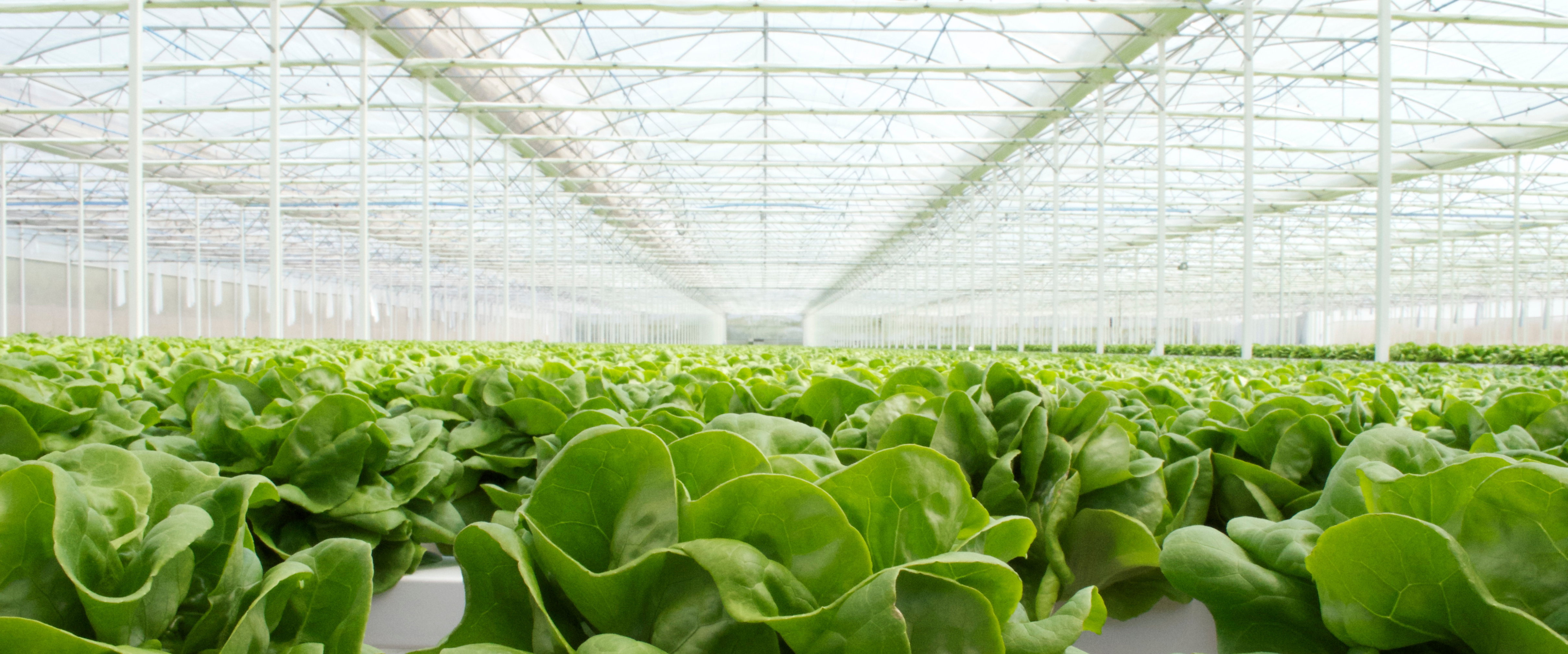 CS - Glasshouse - Lettuce - Leafy Greens - Light Diffusion