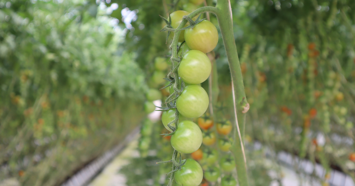 CS - Frutos de Jalisco - Tomato - Mexico