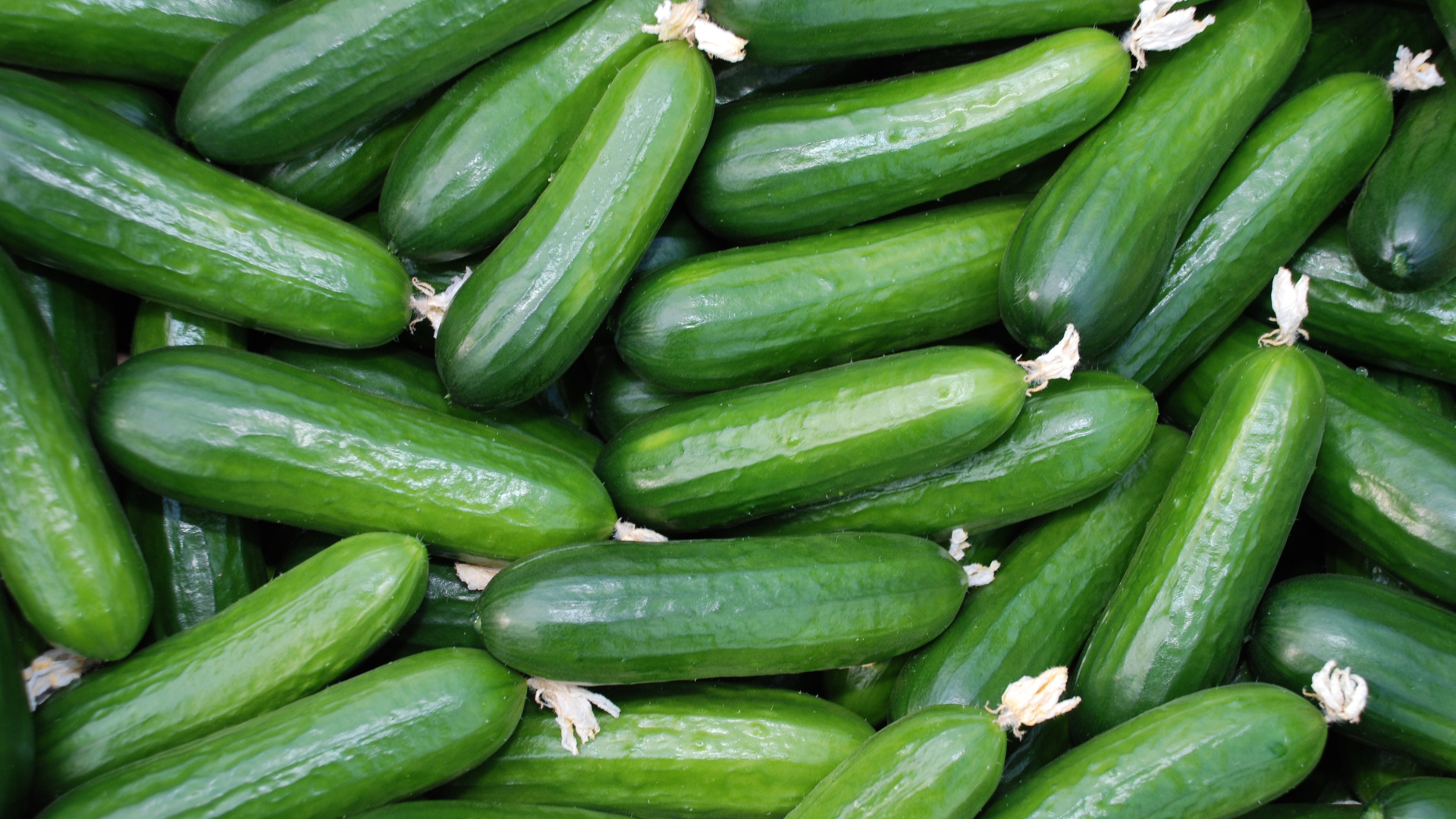 CS - Red Harvest - Cucumbers - Netherlands - 2023.png