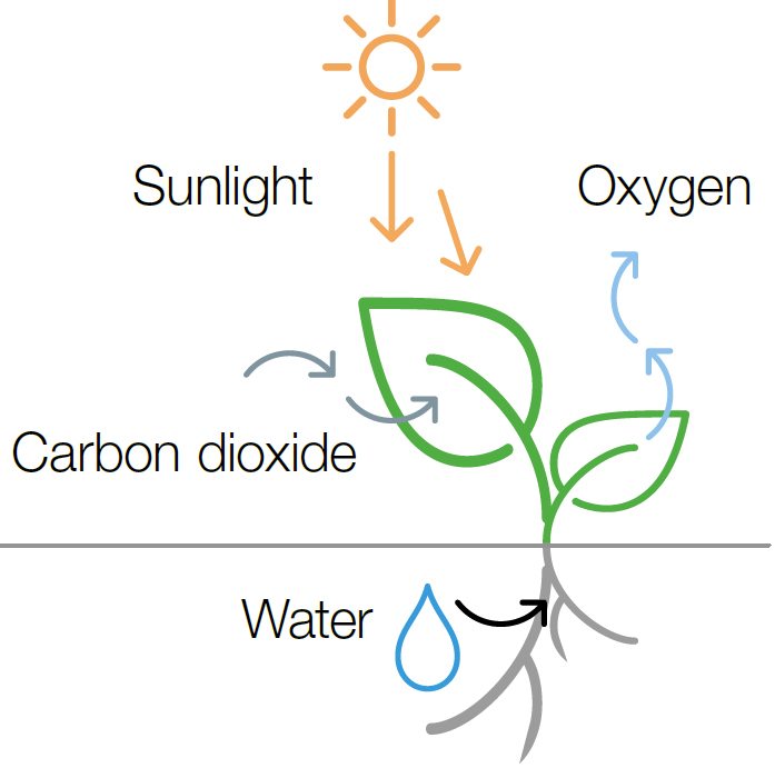 Sunligt, oxygen, carbon dioxide and water are important factors for plant growth