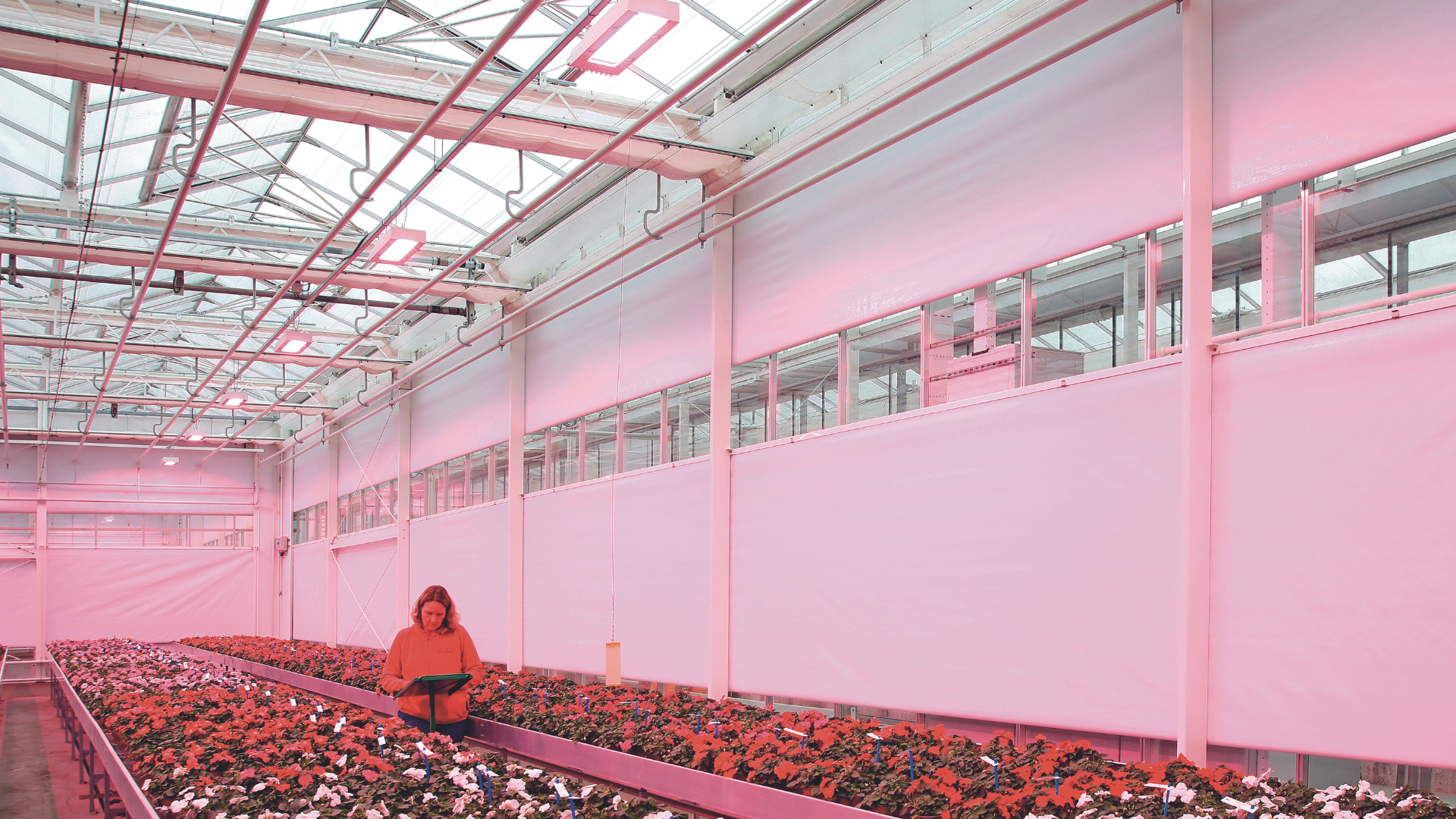 CS - PanAmerican Seed - Seedling - Breeder - Netherlands - PARperfect.png