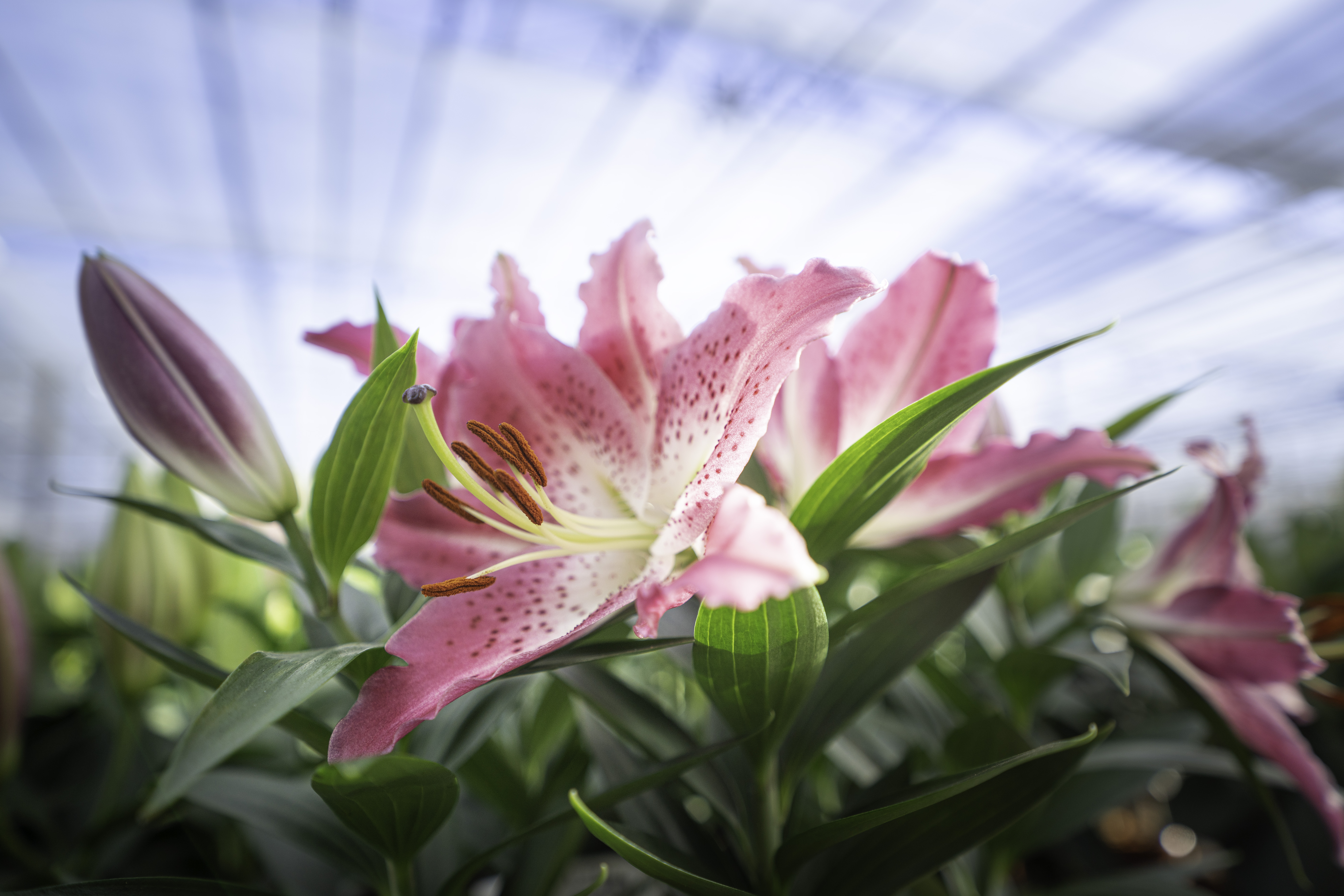 CS - Crop pages - Lily - Luxous 1547 D FR