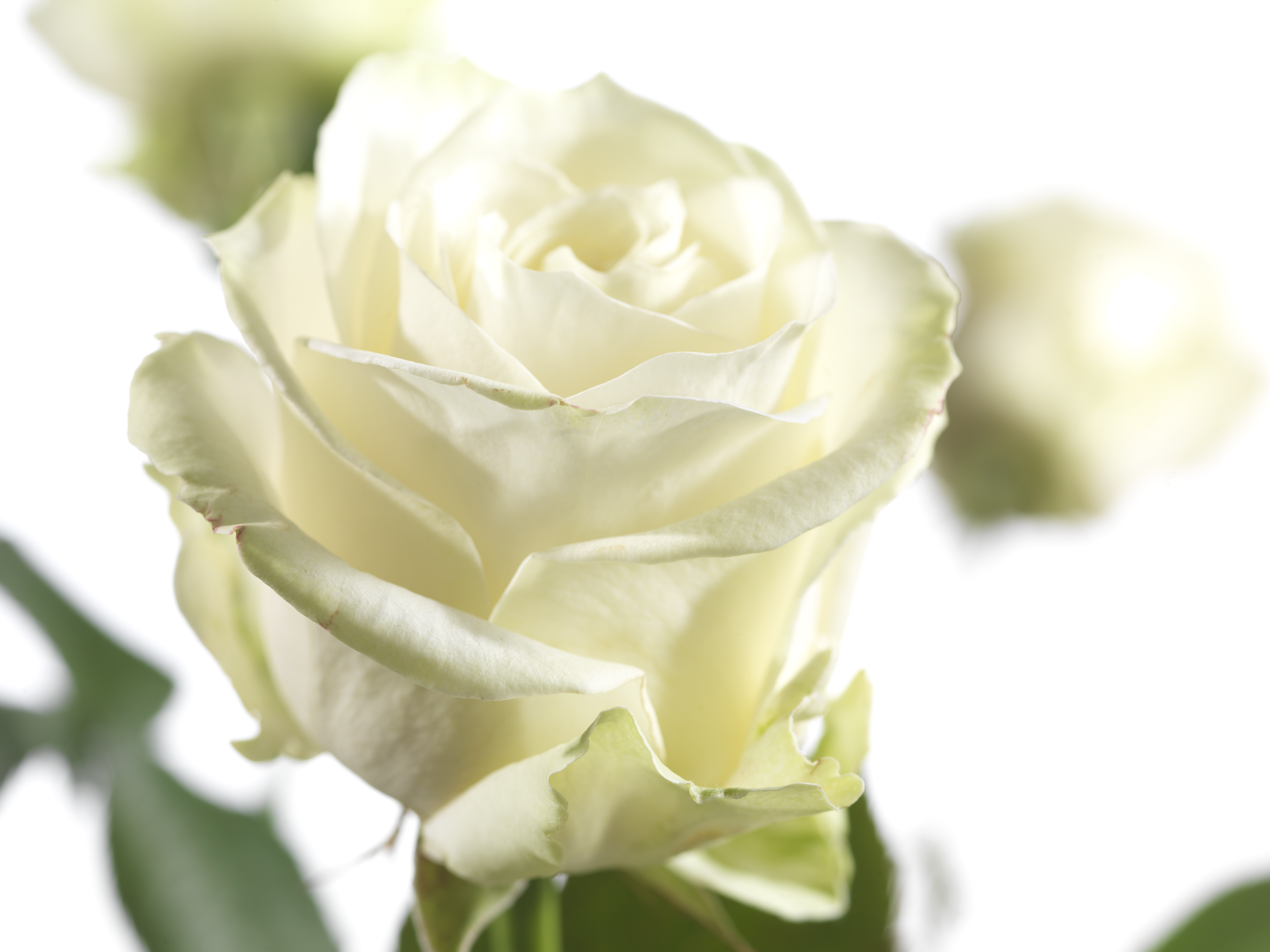 CS - Roses - Photoshoot image