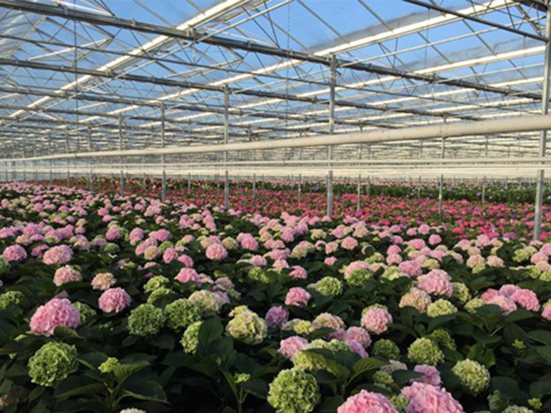 CS2026 Ko Kolk 1 NL.png