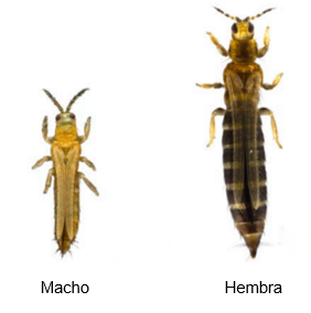 thrips heigh.webp