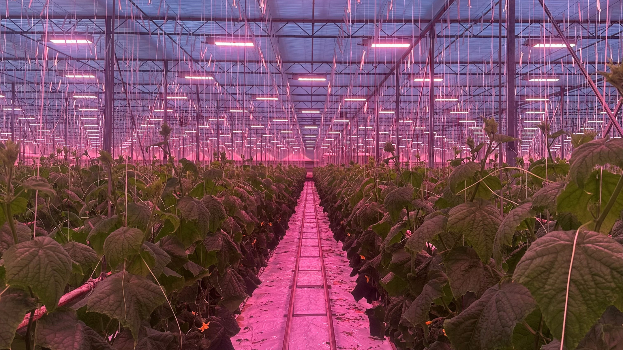 CS - Drenthe Growers - Netherlands - Cucumbers - Luxous.png