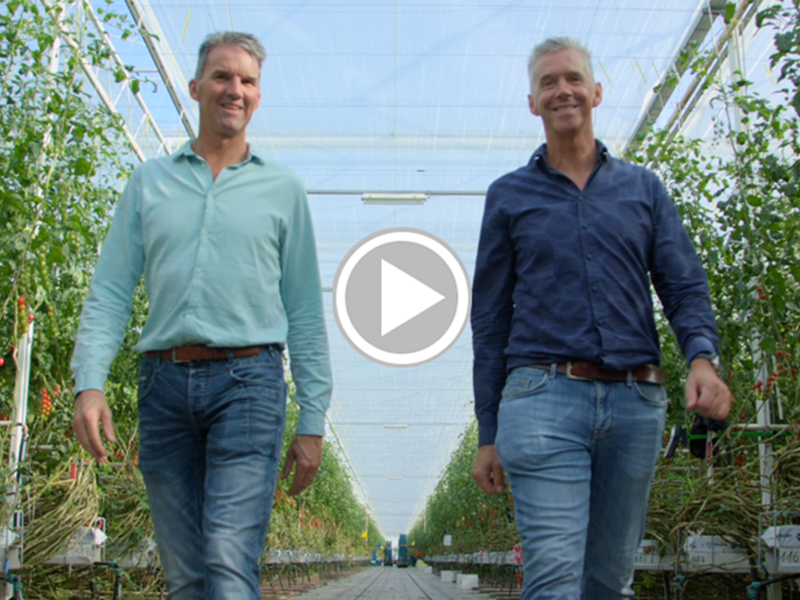 Valstar brothers Peppers