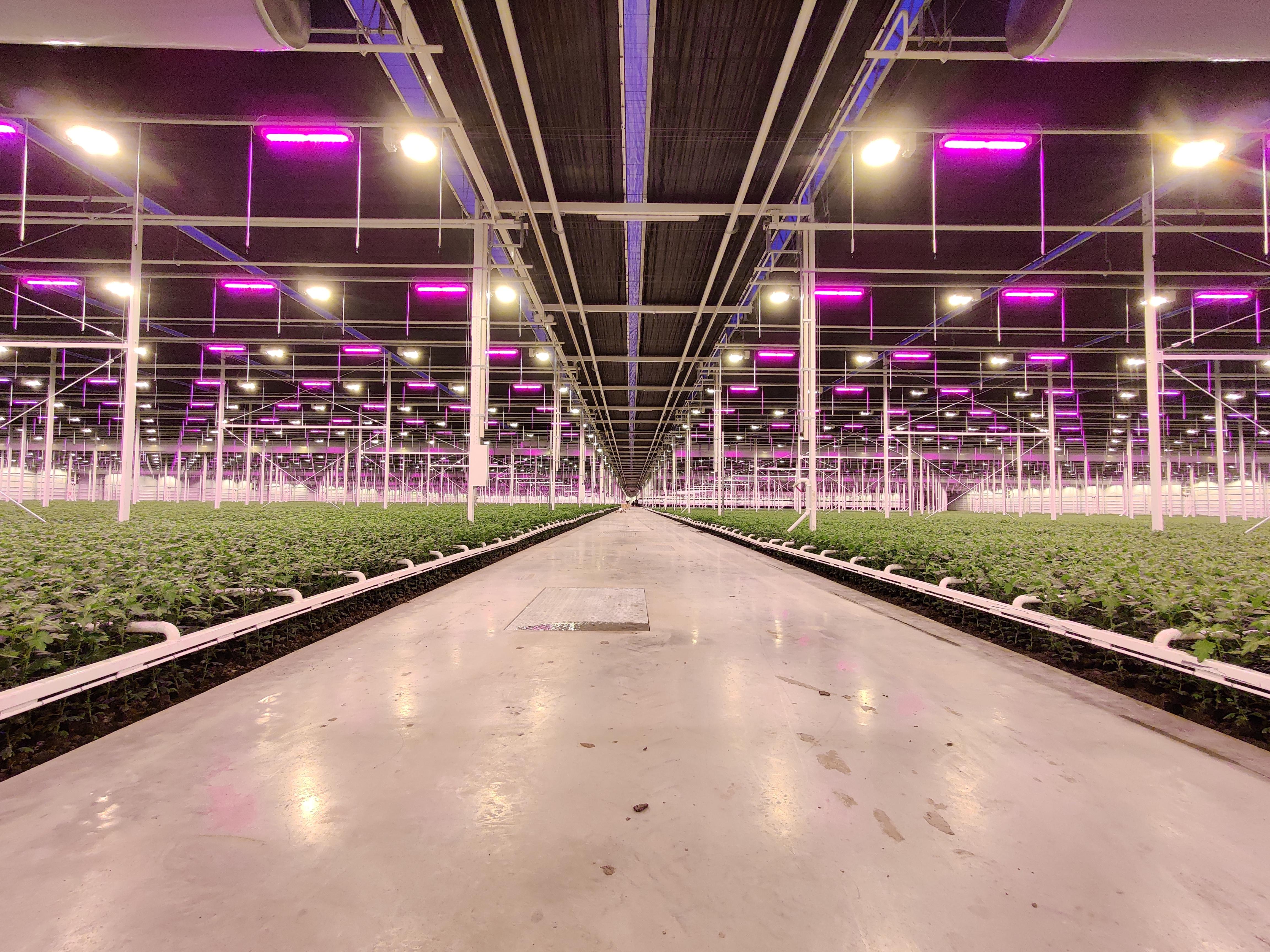 CS - Van Paassen - 2022 - Netherlands - Chrysanthemums - PARperfect.jpg