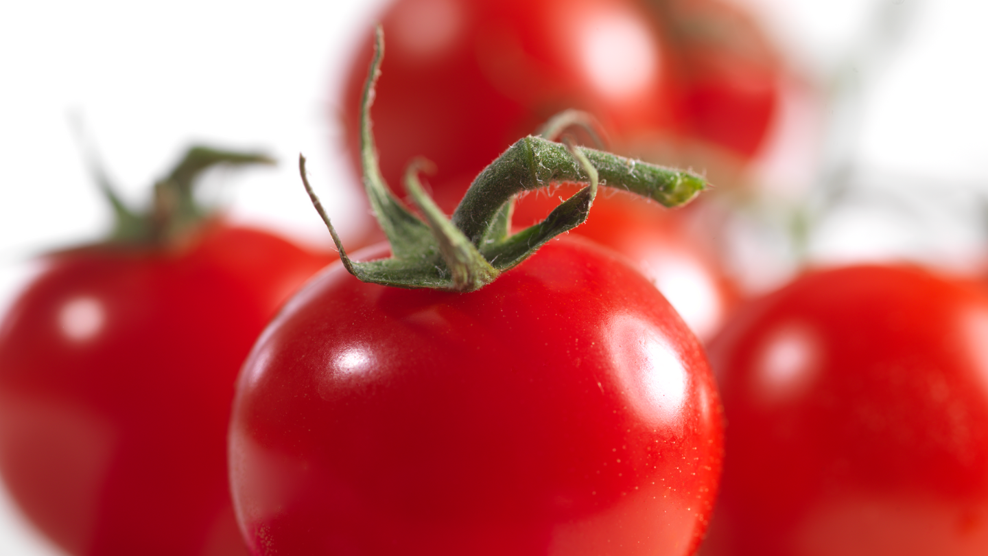 CS - Tomato - Photoshoot Thumbnail.png