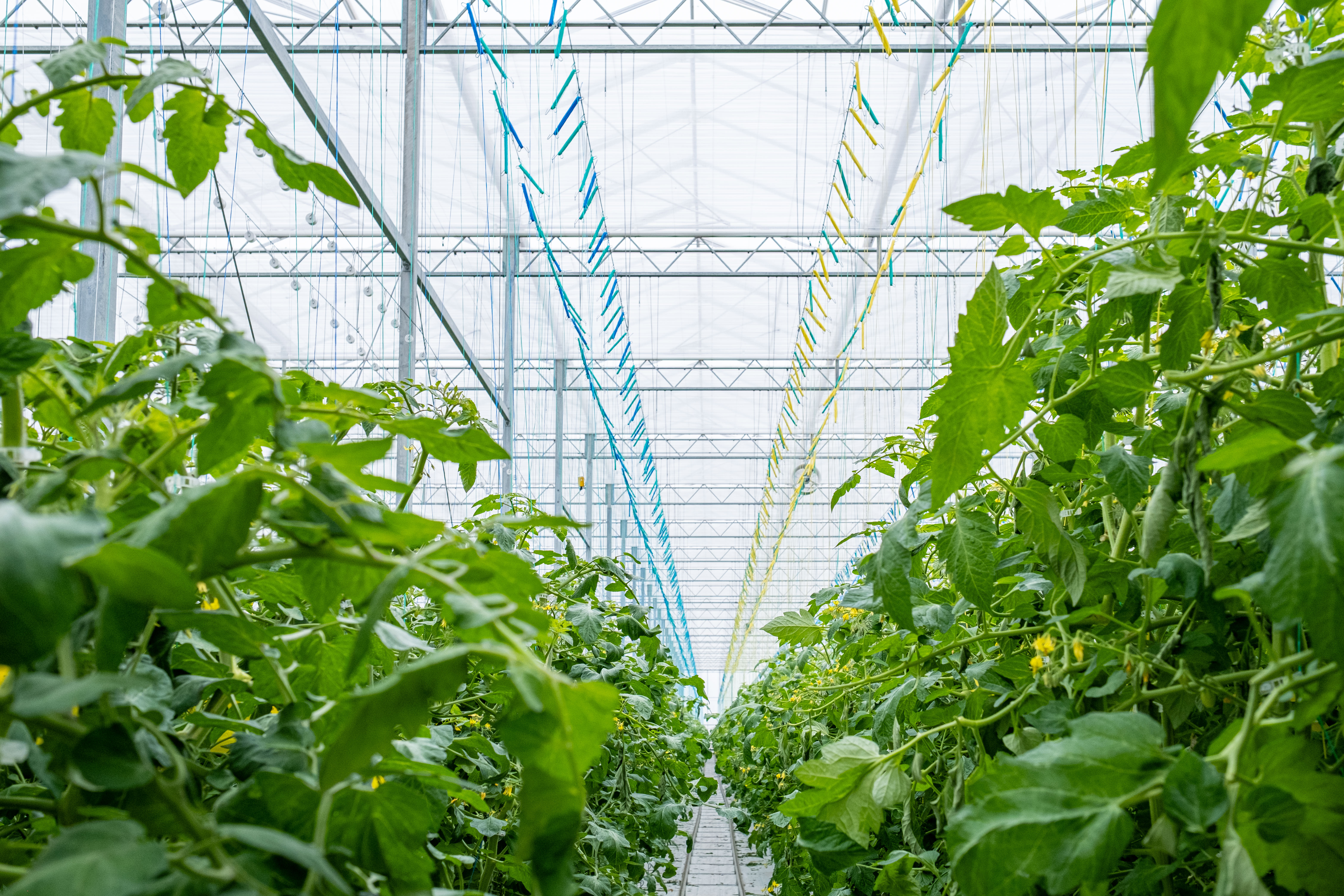 CS - Ridge Farms - Canada - Luxous Light FR - Tomatoes - Cold Climate Growing