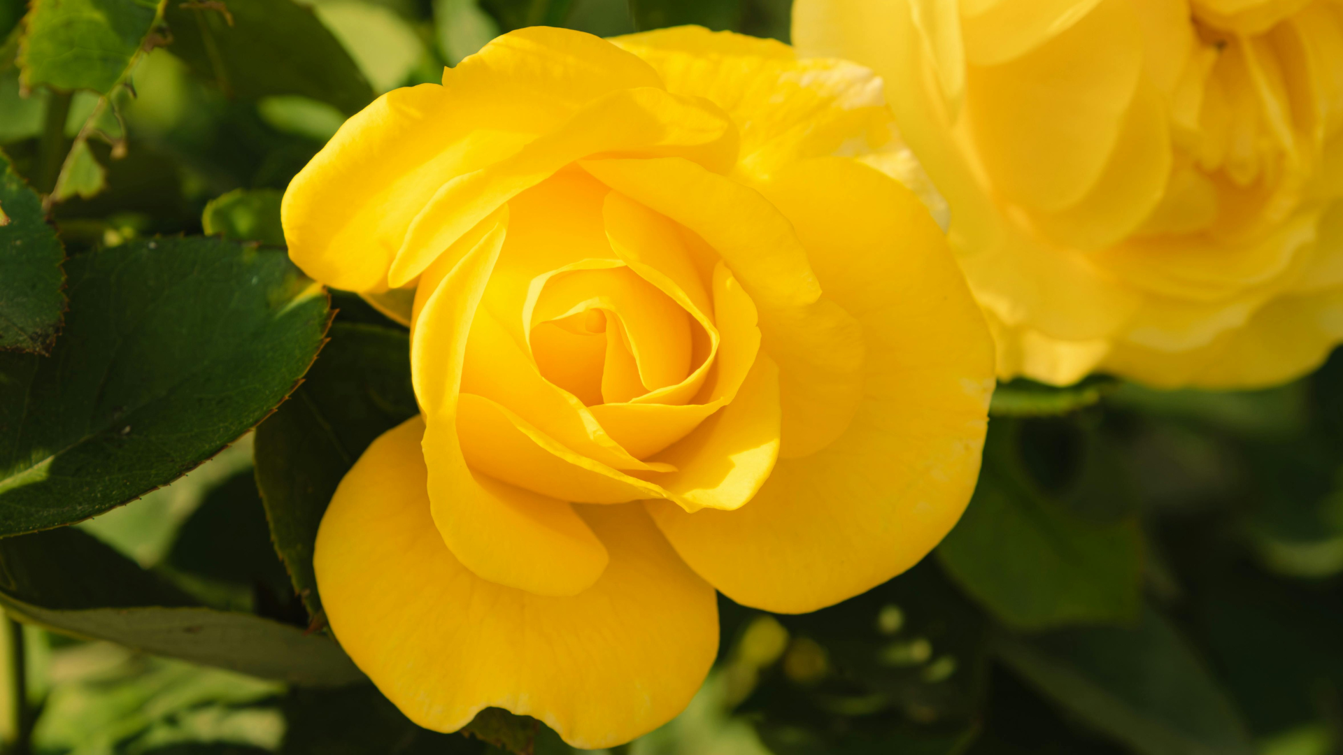 CS - Yellow Roses - China Testimonial.png