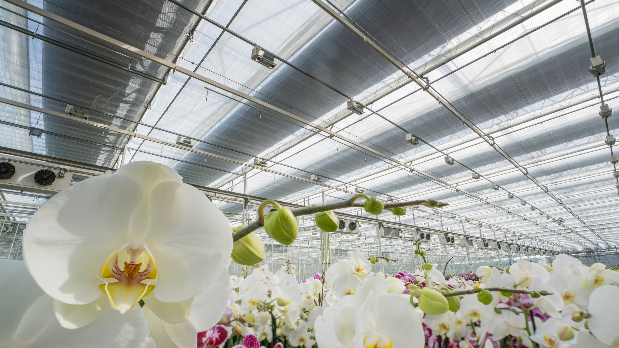 CS - Satter Orchids - PARperfect - Luxous 1147 - Obscura 10070 - Netherlands - Orchids.png