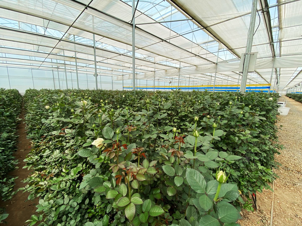 cs - breasion - plastic greenhouse roses.png