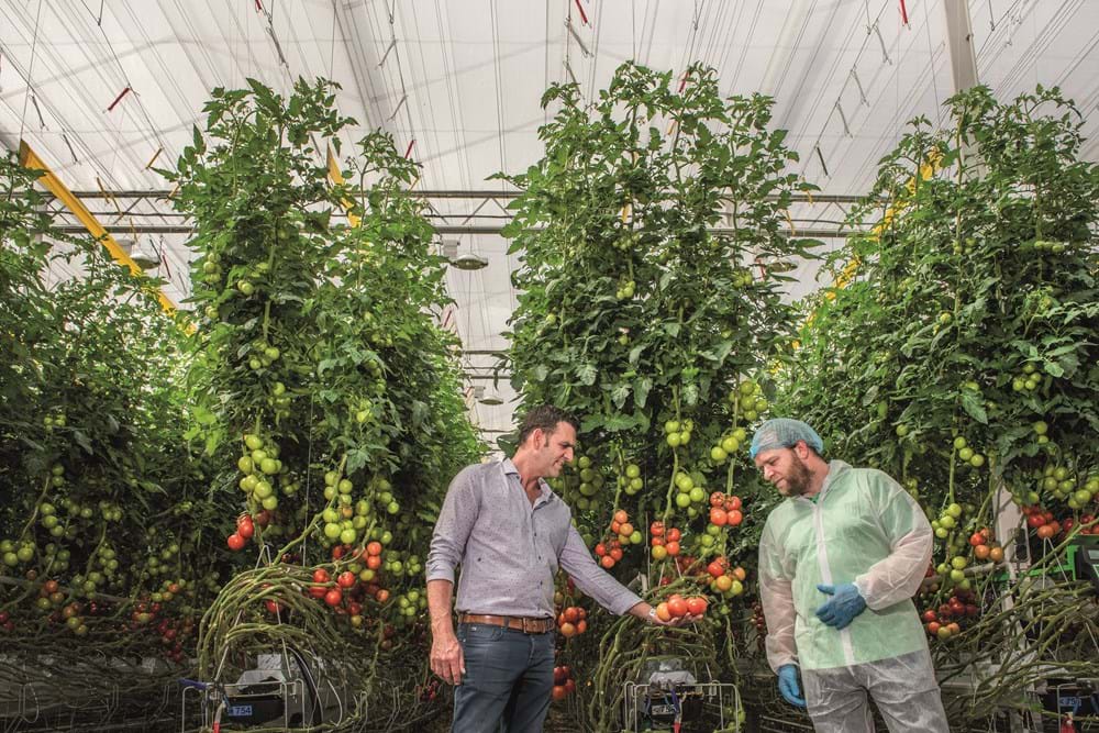 Tomato growers in greenhouse