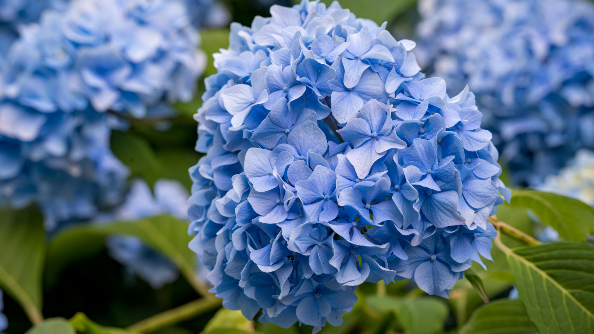 CS - Hydrangea - Ko Kolk - Netherlands - 2020.png